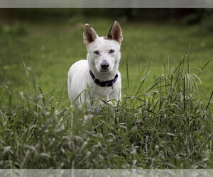 Australian Shepherd-Unknown Mix Dogs for adoption in Princeton, MN, USA