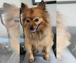Small #4 Pomeranian