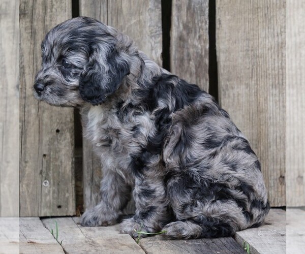 Medium Photo #3 Cocker Spaniel-Poodle (Miniature) Mix Puppy For Sale in FREDERICKSBG, OH, USA