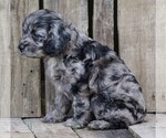 Small Photo #3 Cocker Spaniel-Poodle (Miniature) Mix Puppy For Sale in FREDERICKSBG, OH, USA