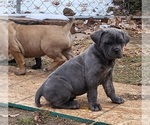Small #4 Cane Corso
