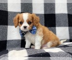 Small Photo #6 Cavalier King Charles Spaniel Puppy For Sale in LAKELAND, FL, USA