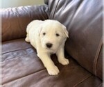 Puppy Yellow Collar Great Pyrenees
