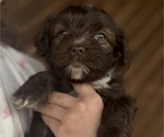 Small #5 Havanese