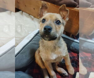 Shepradors Dogs for adoption in Princeton, MN, USA