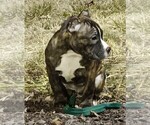 Puppy Tigress American Bully-American Pit Bull Terrier Mix
