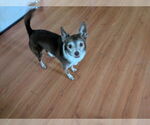 Small Chihuahua