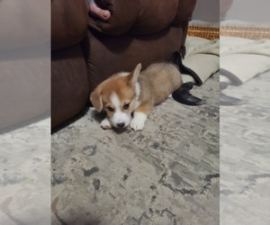 Pembroke Welsh Corgi Puppy for sale in STOCKTON, CA, USA