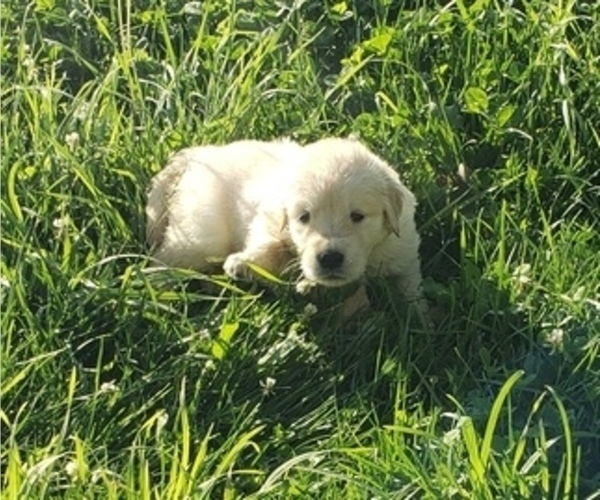 Medium Photo #4 Golden Retriever Puppy For Sale in HAGERMAN, ID, USA