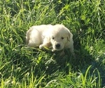 Small Photo #4 Golden Retriever Puppy For Sale in HAGERMAN, ID, USA