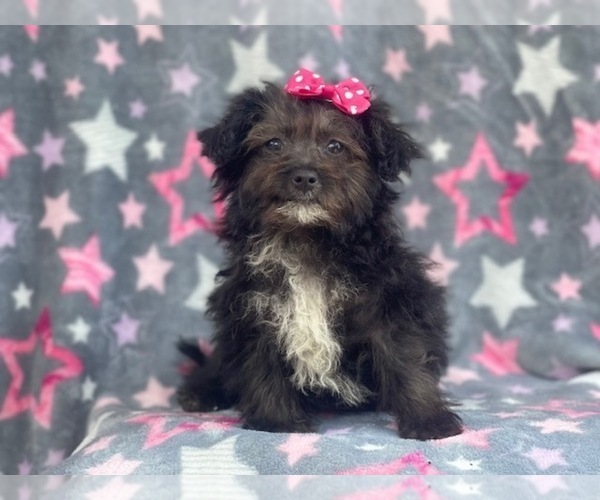 Medium Photo #5 YorkiePoo Puppy For Sale in LAKELAND, FL, USA