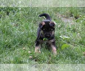 German Shepherd Dog Puppy for sale in OAK GROVE, OR, USA