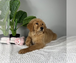 Golden Retriever Puppy for sale in FRANKLIN, IN, USA