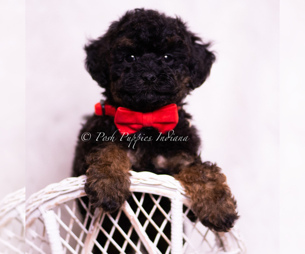 Medium Photo #14 Poodle (Miniature) Puppy For Sale in WARSAW, IN, USA
