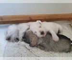 Small #5 Schnauzer (Miniature)