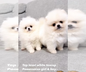 Pomeranian Puppy for sale in CHINO HILLS, CA, USA