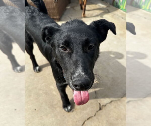 Medium Photo #3 Australian Kelpie-Labrador Retriever Mix Puppy For Sale in Newport Beach, CA, USA