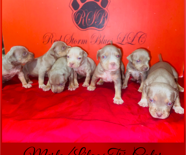 Medium Photo #1 American Bully Puppy For Sale in TRENTON, NJ, USA