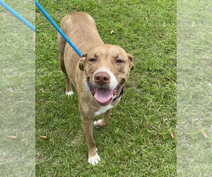 American Pit Bull Terrier-Labrador Retriever Mix Dogs for adoption in Brewster, NY, USA