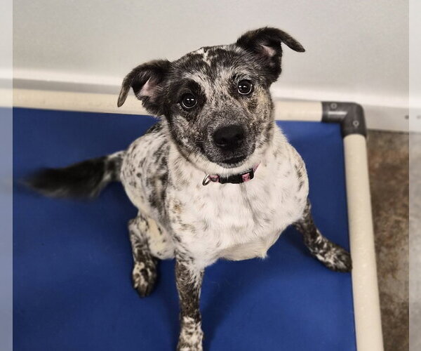 Medium Photo #12 Mutt Puppy For Sale in Bolivar, MO, USA