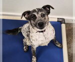Small #11 Mutt