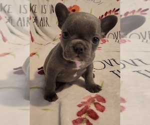 French Bulldog Puppy for sale in PARRISH, AL, USA