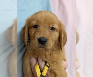 Golden Retriever Puppy for sale in BRADFORD, OH, USA