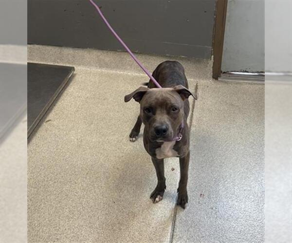 Medium Photo #1 American Staffordshire Terrier Puppy For Sale in Tallahassee, FL, USA