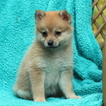 Small Pomsky