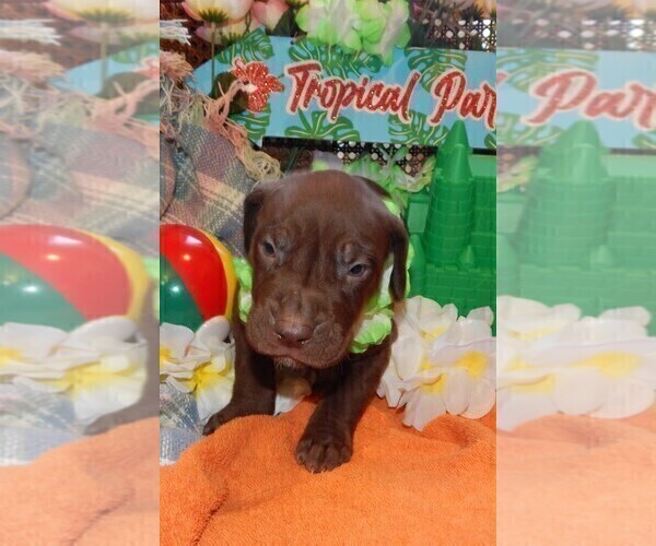 Medium Photo #21 Great Dane Puppy For Sale in SPRAGGS, PA, USA