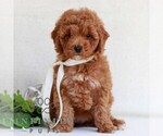 Small #2 Cavapoo (Miniature)