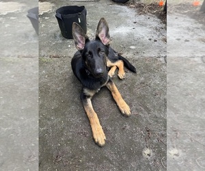 German Shepherd Dog Puppy for sale in MELBOURNE, FL, USA