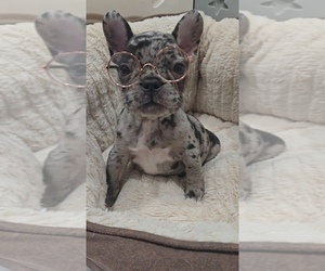 French Bulldog Puppy for sale in NORTH PORT, FL, USA