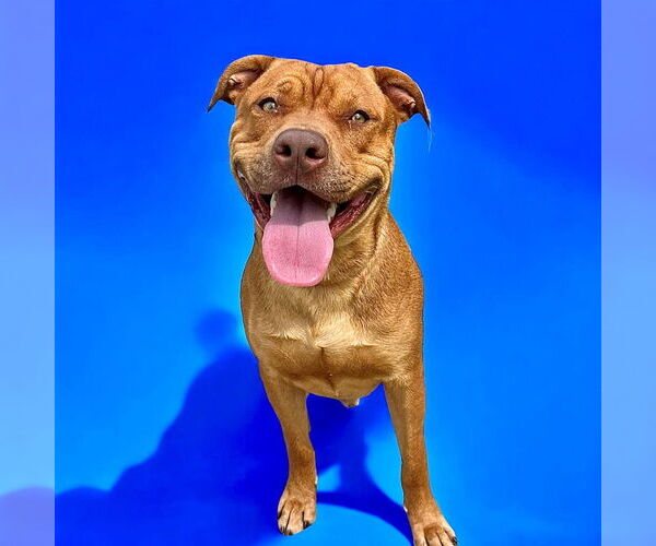 Medium Photo #4 American Pit Bull Terrier-Unknown Mix Puppy For Sale in Glen Allen, VA, USA