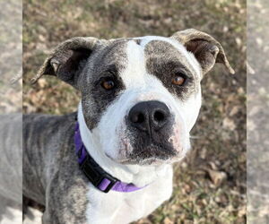 Mutt Dogs for adoption in Jefferson, WI, USA