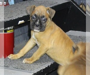 Boxer Puppy for sale in SHIPSHEWANA, IN, USA