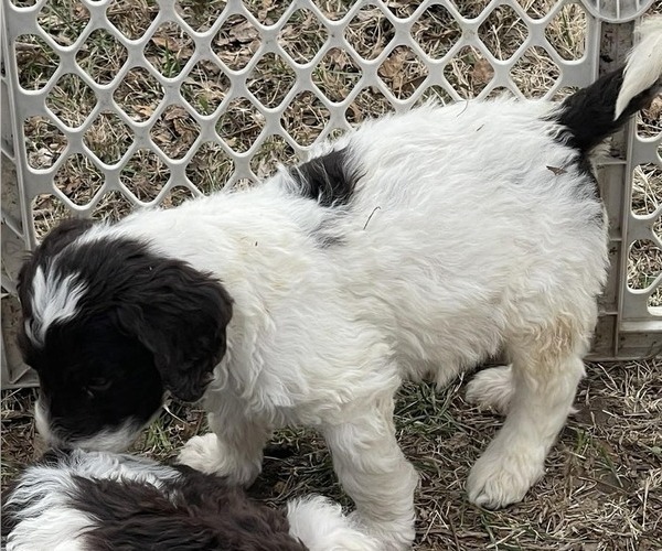 Medium Photo #3 Goldendoodle Puppy For Sale in ELLISGROVE, IL, USA