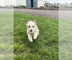 Small #8 Miniature Bernedoodle