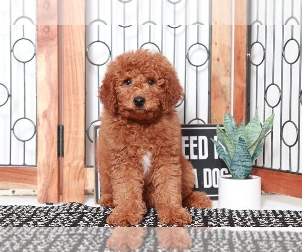 Medium Photo #1 Goldendoodle (Miniature) Puppy For Sale in NAPLES, FL, USA