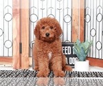 Small Photo #1 Goldendoodle (Miniature) Puppy For Sale in NAPLES, FL, USA