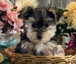 Small #3 Morkie