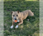 Small #2 Mutt