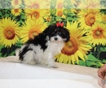 Bubbles - Female Goldendoodle (Miniature) Puppy for Sale - Photo #25
