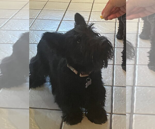 Medium Photo #4 Mutt Puppy For Sale in Springdale, PA, USA
