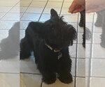 Small #3 Mutt