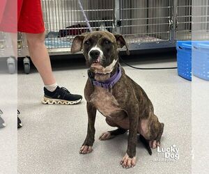 Boxer-Unknown Mix Dogs for adoption in Washington, DC, USA