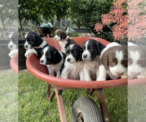 English Springer Spaniel Puppy for sale in DIABLO GRANDE, CA, USA