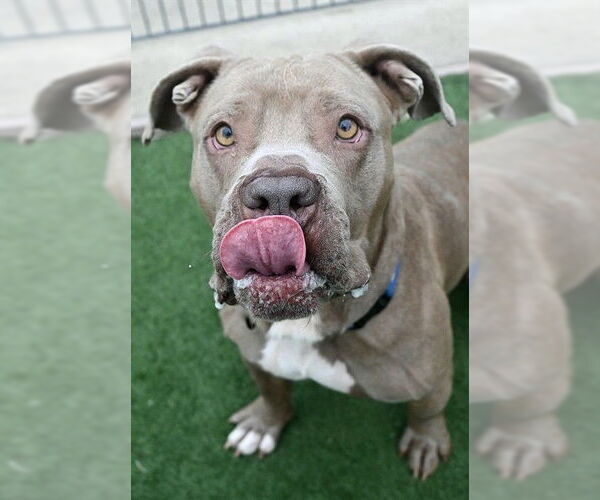 Medium Photo #3 Mutt Puppy For Sale in Sacramento, CA, USA