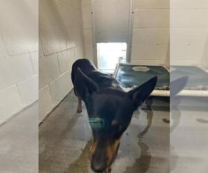 Doberman Pinscher-Unknown Mix Dogs for adoption in Rosenberg, TX, USA