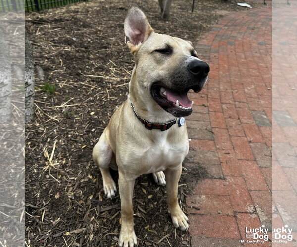 Medium Photo #3 Mutt Puppy For Sale in Washington, DC, USA